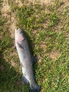 Rainbow Trout