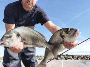 Gilthead Seabream