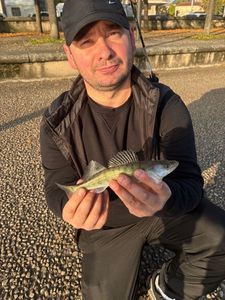 Zander