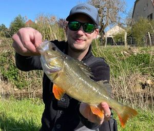 European Perch