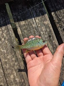 Green Sunfish