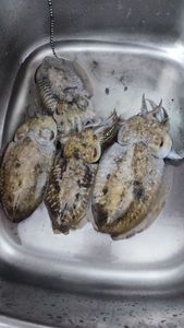 Common Cuttlefish