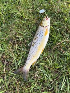 Brown Trout