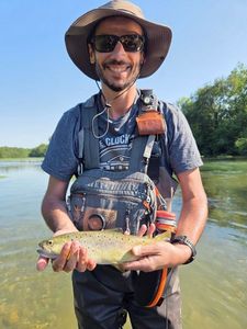 Brown Trout