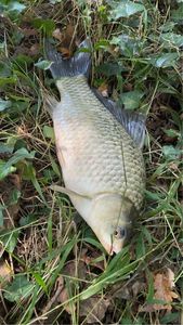 Crucian Carp