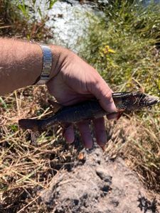 Redfin pickerel