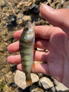 European Perch
