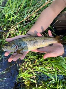 Brown Trout