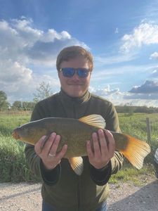 Tench