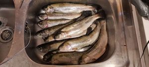 Rainbow Trout