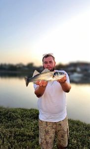 European Bass (Seabass)