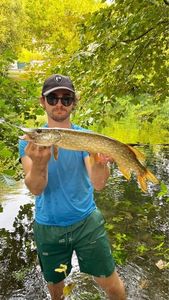 Northern Pike
