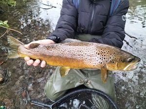 Brown Trout