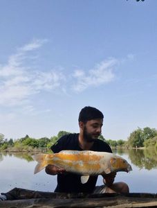 Koï Fish