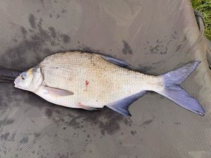 Common Bream
