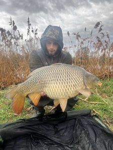 Common Carp