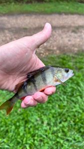 European Perch