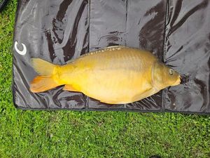 Leather Carp