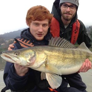 Zander
