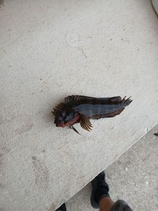 Common Intertidal Fish