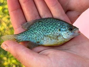 Green Sunfish