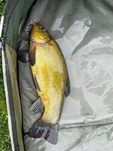 Tench