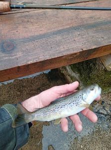 Brown Trout