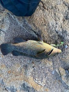 Ballan Wrasse