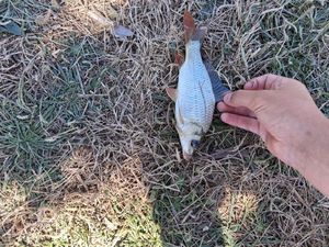 Common Carp