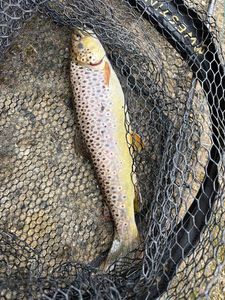 Brown Trout
