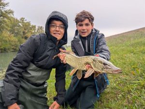 Northern Pike