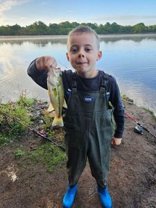Largemouth Bass