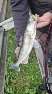 Zander