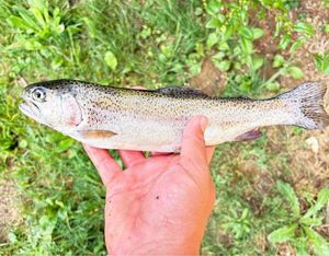 Rainbow Trout