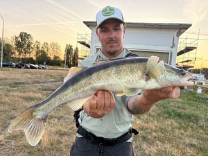 Zander