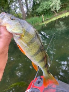 European Perch