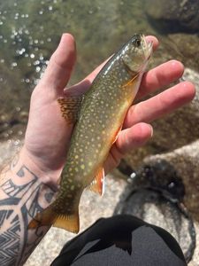 Brook Trout