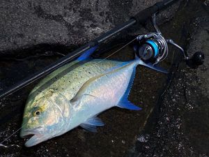 Bluefin Trevally