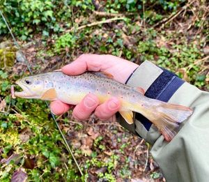 Brown Trout