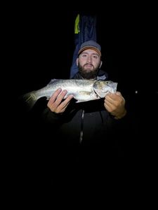 European Bass (Seabass)