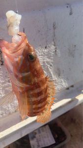 Comber