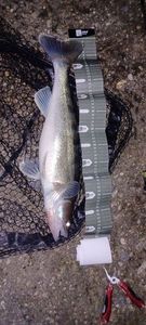 Zander