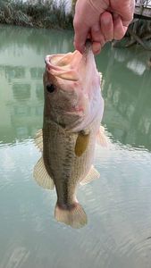 Largemouth Bass
