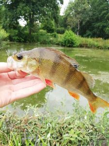 European Perch