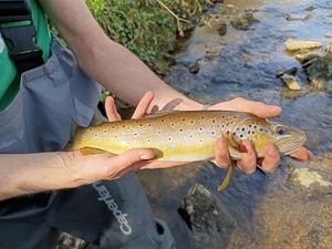 Brown Trout