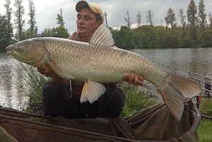 Grass Carp