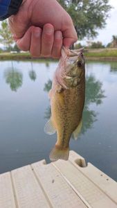 Largemouth Bass