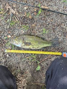 Largemouth Bass