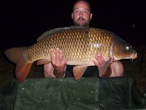 Common Carp