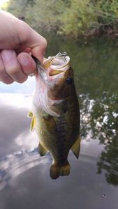 Largemouth Bass